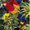 Puzzle Magic 3D Aras Majestueux 1000 Pièces - Clementoni 81682
